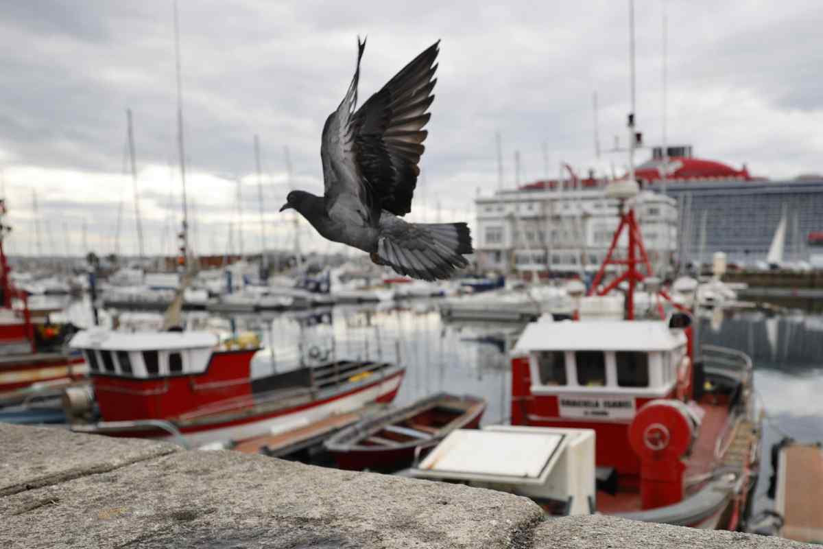 Viviendas en Galicia