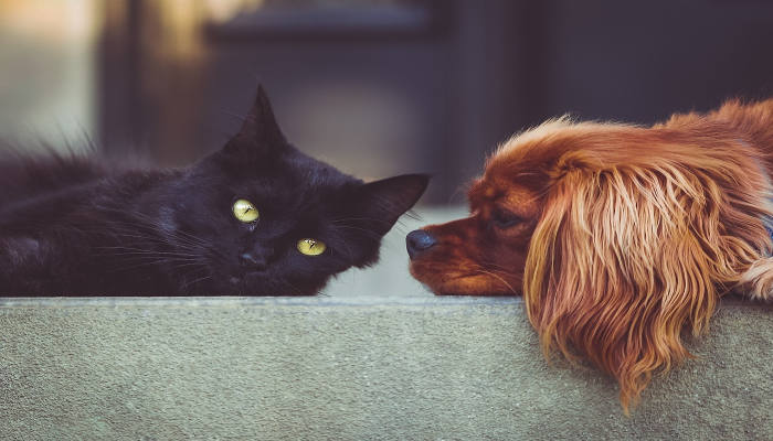 Los perros y gatos seguirán siendo las mascotas por excelencia de la sociedad