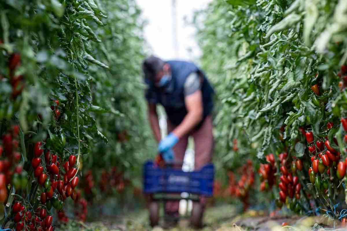 Un agricultor de guindillas recoge su producto.