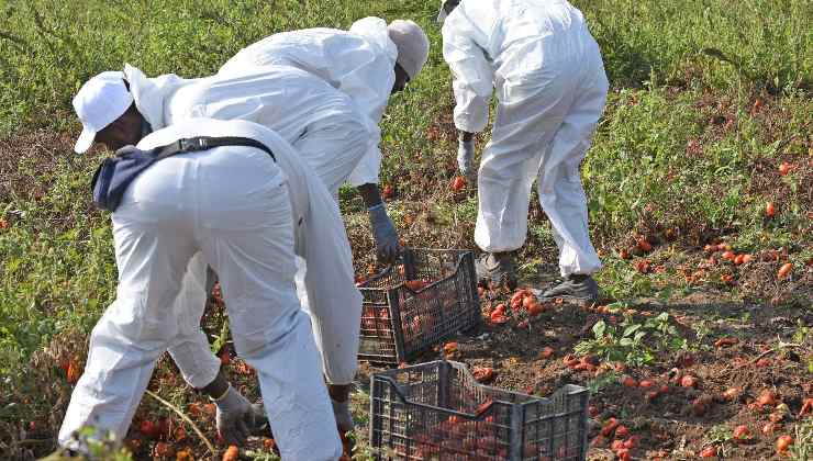 Tres trabajadores recogen tomates.