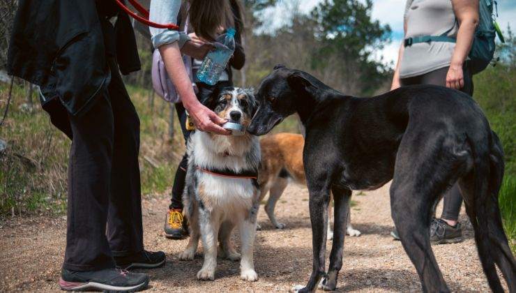 Las relaciones entre perros y dueños pueden ser más acertadas